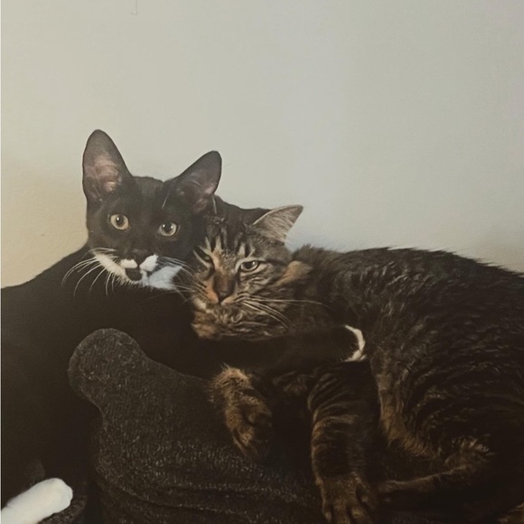 Meet your Posher, Taylor - Picture 5 of 5